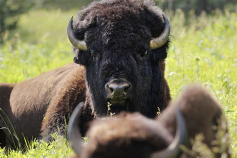 bison bison bison americas  national mammal   yorker