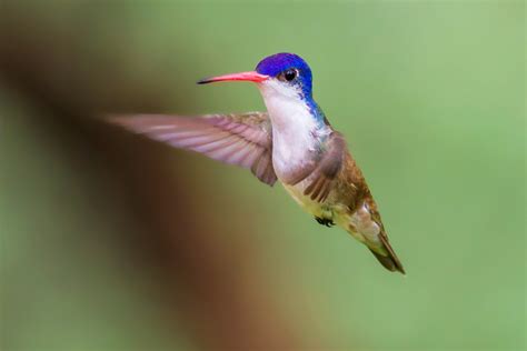 violet crowned hummingbird  flight feederwatch