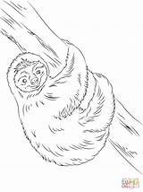 Sloth Coloring Pages Cute Drawing Printable Sloths Animal Two Color Baby Template Sheet Print Drawings Sheets sketch template
