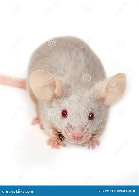 mouse stock images image