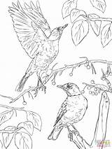Coloring Robins American Pages Two Robin Printable Thrush Template Print Categories sketch template
