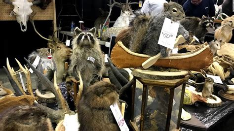 What They Teach You In Taxidermy Class Cnn