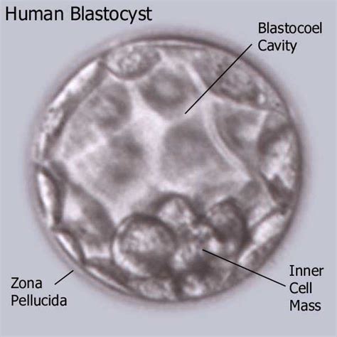 mammalian embryogenesis psychology wiki fandom powered