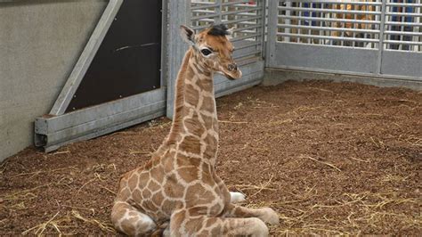 girafje geboren  safaripark beekse bergen omroep brabant