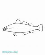 Coloring Pages Codfish Printable Kids sketch template