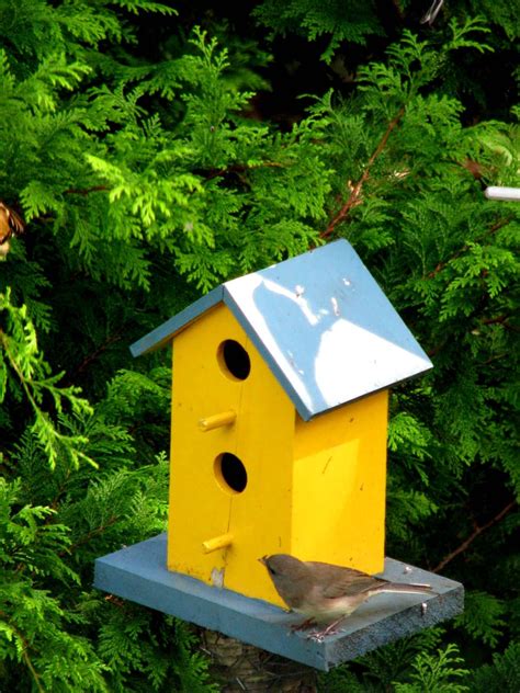 yellow finch bird house plans