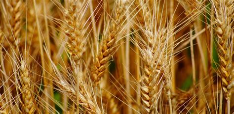 durum wheat fraud    risk