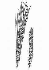 Wheat Coloring Printable Large Designlooter Pages Edupics 72kb sketch template