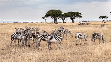 tansania  foto bild afrika wildlife africa bilder auf