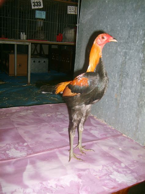 modern game  sale chickens breed information omlet