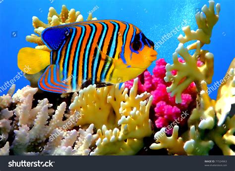 regal angelfish pygoplites diacanthus stock photo  shutterstock