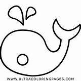 Coloring Pages Narwhal Whale sketch template
