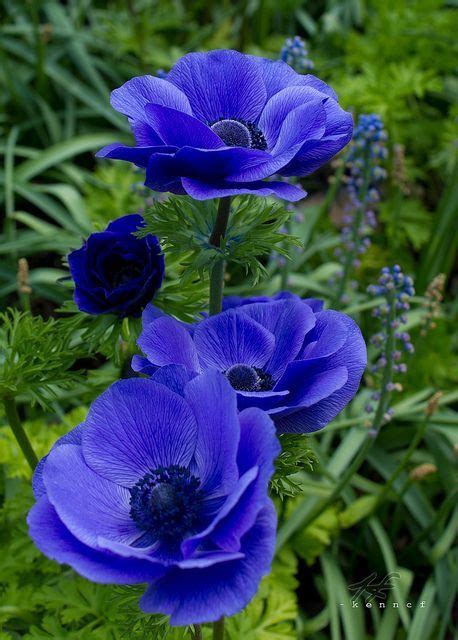 blue flowers images  mary mills  pinterest butterflies plants  beautiful