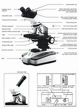 Microscope Worksheet Drawing Light Parts Compound Using Paintingvalley Answers Use Excel Db sketch template