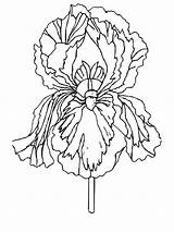 Iris Flower Coloring Pages Printable Print Color Flowers Pages1 Gif Recommended Printer Send Button Special Only Use Click Jr sketch template