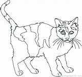 Cat Coloring Pages Scary Getdrawings Getcolorings sketch template
