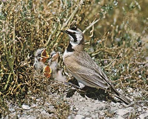 lark songbird ground dwelling migration britannica