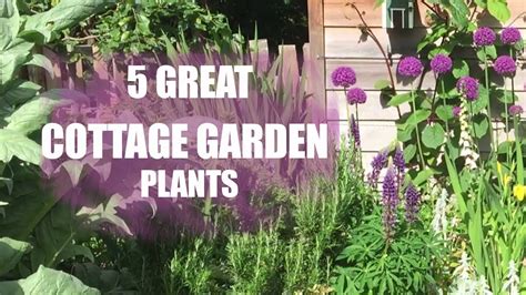 5 plants for a cottage garden youtube