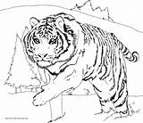 Tiger Siberian Coloring Printable Click Size sketch template