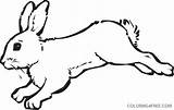 Hare Coloring4free Coloring Printable Pages Snowshoe Drawing Related Posts sketch template