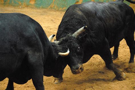bull wrestling wikipedia