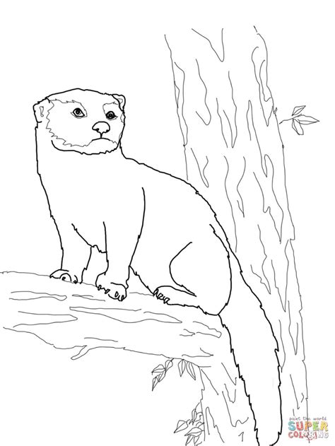fisher cat coloring page  cat coloring page  printable