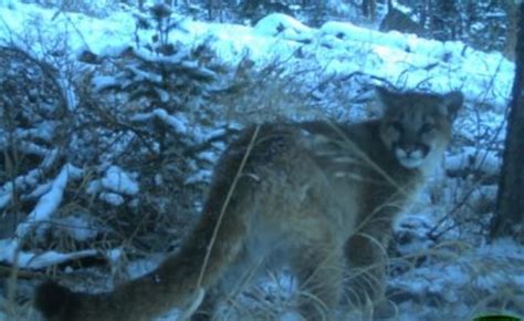 Runner S Wild Cougar Killing Is Confirmed