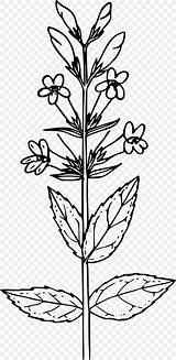 Mustard Plant Seed Colorare Twig Piante Senape Botany Sesame Pianta Cumin Disegni Penstemon Pngkey sketch template