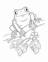 Coqui Frog Puerto Rico Coloring Pages Drawing Dibujo Colouring Un Kids Printable Rican Drawings Map Book Frogs Flag Sheets Animal sketch template