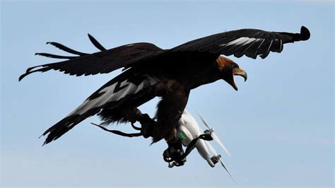 military   falcons  build  drone killer techgenez
