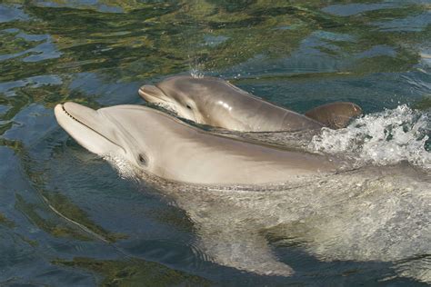 discovery cove welcomes baby atlantic bottlenose dolphin     mco