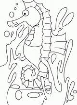 Seahorse Morskie Koniki Kolorowanki Colouring Morski Konik Cinderella sketch template