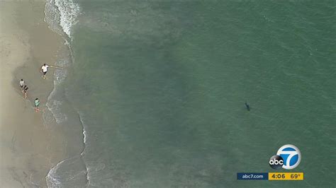 san clemente beaches closed after 25 sharks spotted off