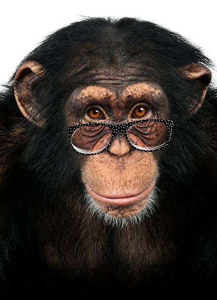 monkey wearing glasses stock  pictures royalty  images