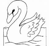 Swan Coloring Coloringcrew sketch template