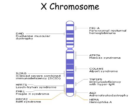 Ppt Sex Linked Genes Powerpoint Presentation Free Download Id 2922913