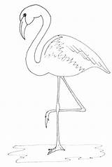 Flamingo Drawing Outline Painting Simple Pattern Draw Coloring Flamingos Print Justpaintitblog Friday Paint Kids Pages Template Pink Color Decor Drawings sketch template