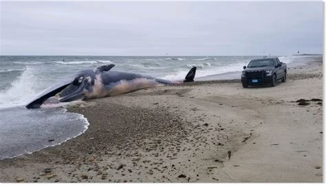 dead fin whale   beach  duxbury massachusetts earth