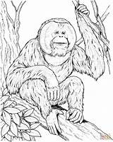Orangutan Orangotango Orangutans Outan Siamang Supercoloring Ausmalbild Ape Sits Gibbon Coloriages Branch Colorear Orangutanes Gorilas Monos Dentistmitcham Gaddynippercrayons Gorilla Printmania sketch template