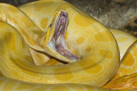 snake open mouth stock  pictures royalty  images istock