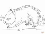 Wombat Coloring Pages Cute Drawing Printable Template Color Drawings Mahi Version Click Designlooter Getdrawings Ipad Compatible Tablets Android Online Categories sketch template
