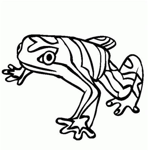 rainforest animals coloring pages  coloring home