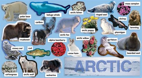 alpine tundra animals list world animal
