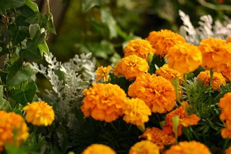 langkah budidaya bunga marigold  panen singkat trikmerawatcom