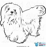 Maltese Haired Apso Lhasa sketch template
