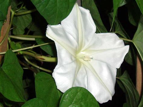 witchs island moonflower    love