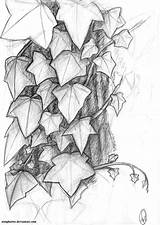 Vine Vines Leaves Efeu Skizze Malen Bleistift sketch template