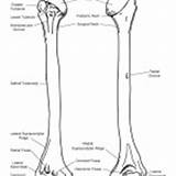 Humerus Body Bony Features Coloring Human Category sketch template