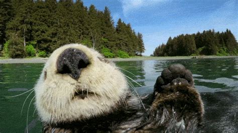floating wild animals gif  pbs find share  giphy