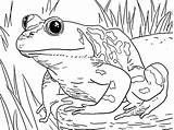 Coloring Pages Bullfrog Swamp Waiting sketch template